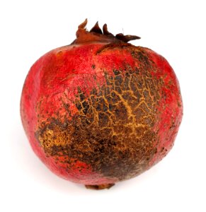 Pomegranate scab 2017 C