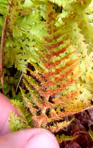 Polystichum cystostegium2 by Peter de Lange