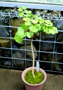 Polyscias guilfoylei - Shinjuku Gyo-en Greenhouse - Tokyo, Japan - DSC05970
