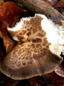 Polyporus tuberaster 79111483