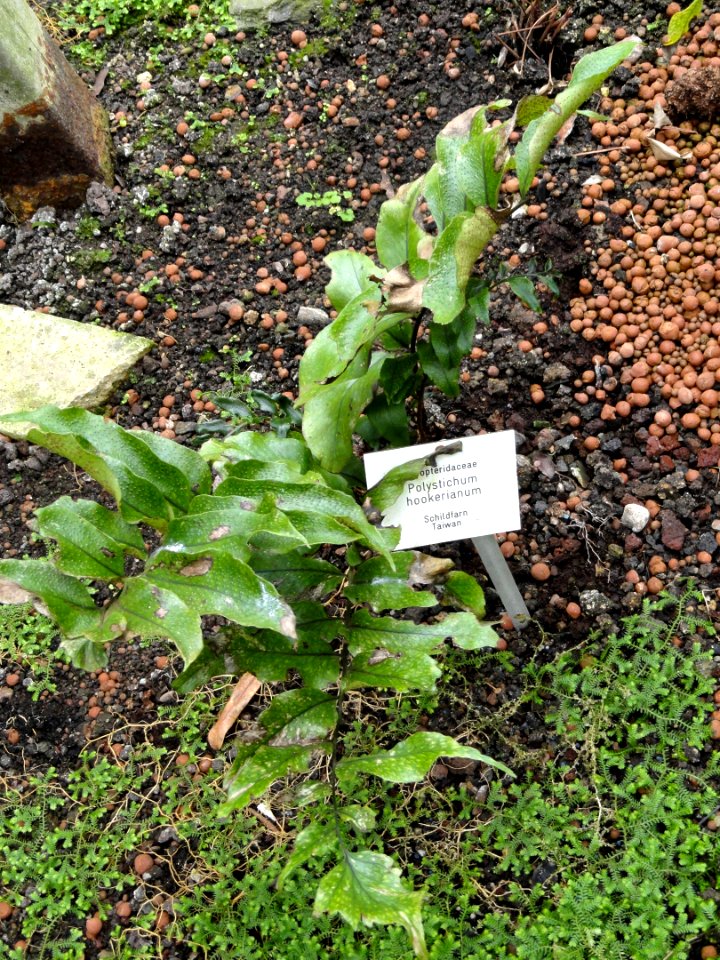 Polystichum hookerianum - Botanischer Garten Freiburg - DSC06271