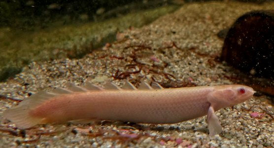 Polypterus senegalus - Senegal-Flösselhecht - Albino photo