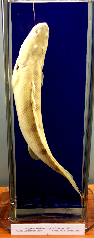 Polypterus endlicheri congicus - Royal Museum for Central Africa - DSC06864
