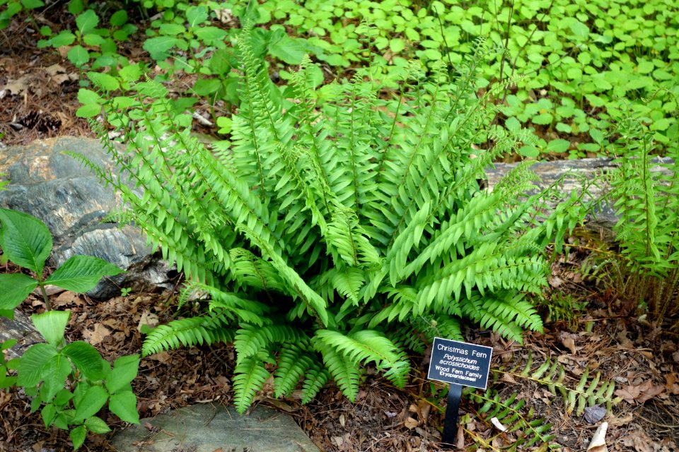 Polystichum acrostichoides - Jenkins Arboretum - DSC00661
