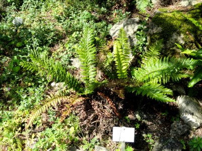 Polystichum aculeatum - Botanischer Garten, Frankfurt am Main - DSC02658