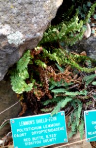 Polystichum lemmonii - Regional Parks Botanic Garden, Berkeley, CA - DSC04271