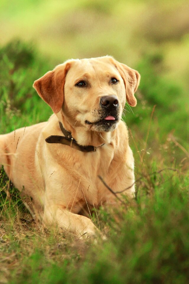 Animal pet nature