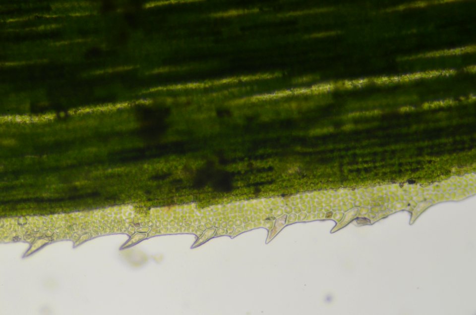Polytrichum formosum 109978135