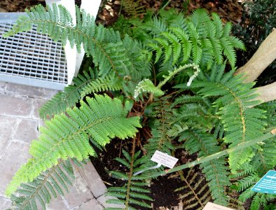 Polystichum setiferum - Bergianska trädgården - Stockholm, Sweden - DSC00370