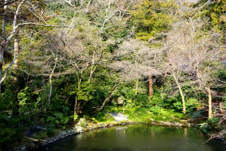 Pond - Tsurugaoka Hachiman-gū - Kamakura, Kanagawa, Japan - DSC08352