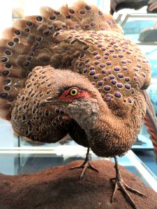 Polyplectron bicalcaratum - Naturmuseum Senckenberg - DSC02055