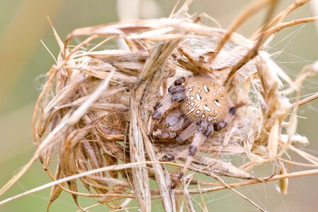 Nature macro arachnids