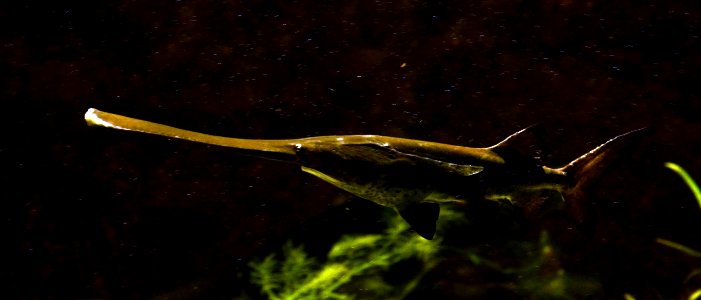 Polyodon spathula Aquarium Liège 30012016 1