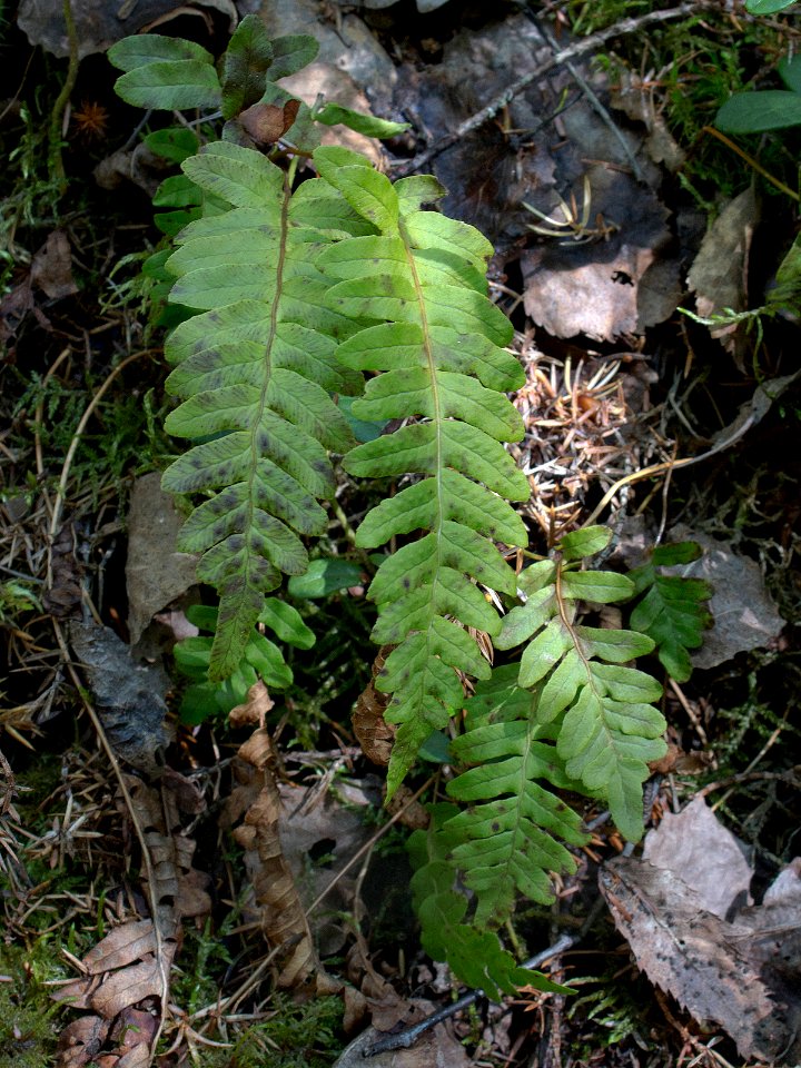 Polypodium vulgare Kiiminki, Finland 19.06.2013
