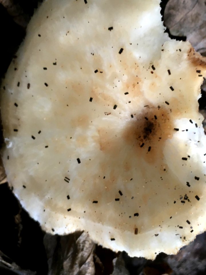 Polyporus tuberaster 90581640