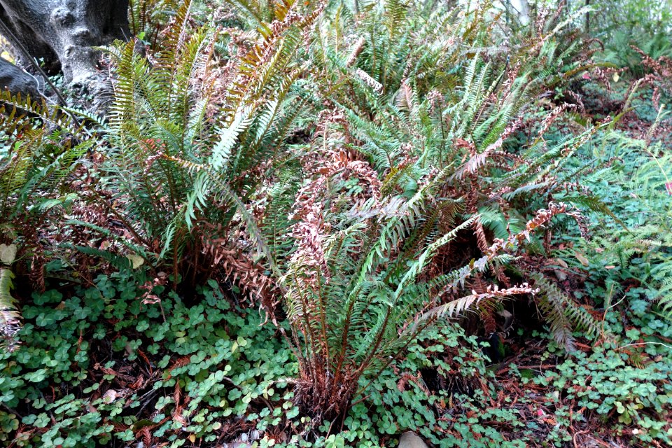 Polystichum munitum - Regional Parks Botanic Garden, Berkeley, CA - DSC04431