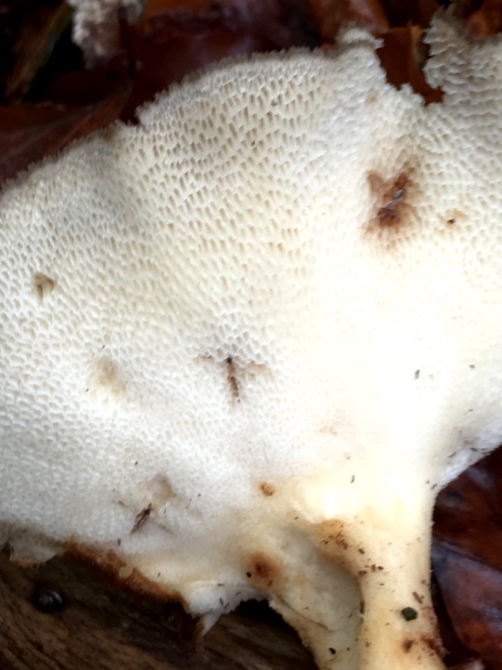 Polyporus tuberaster 79111498