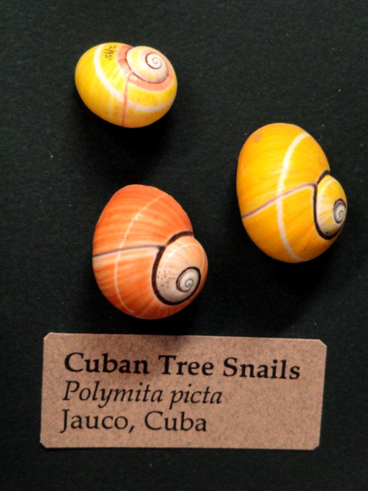 Polymita picta - Pacific Grove Museum of Natural History - DSC06671