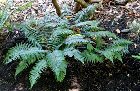 Polystichum polyblepharum - VanDusen Botanical Garden - Vancouver, BC - DSC06785
