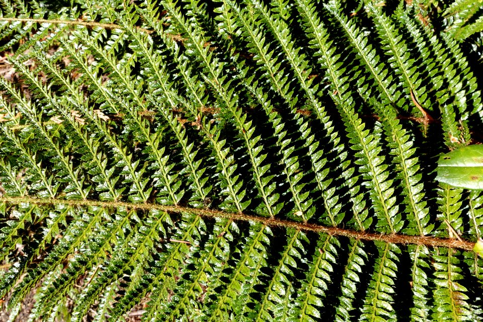 Polystichum polyblepharum - UBC Botanical Garden - Vancouver, Canada - DSC07707