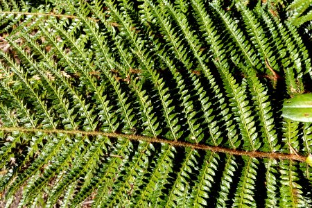 Polystichum polyblepharum - UBC Botanical Garden - Vancouver, Canada - DSC07707