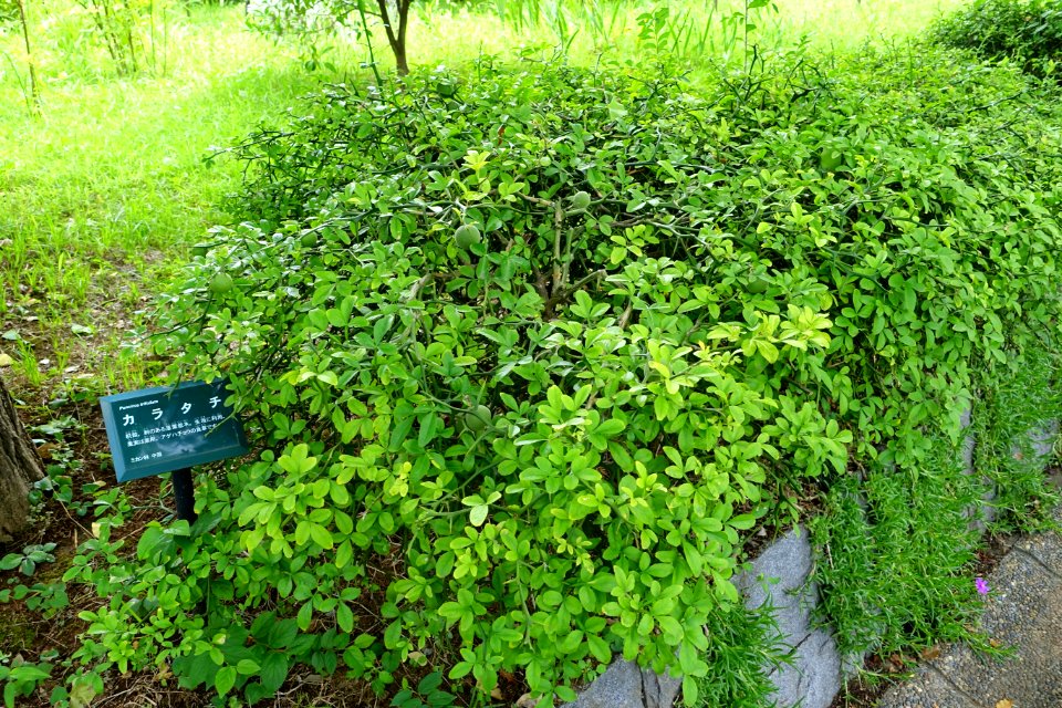 Poncirus trifoliata - Urban Greening Botanical Garden - Kiba Park - Koto, Tokyo, Japan - DSC05413
