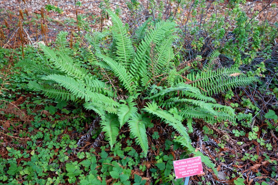 Polystichum californicum - Regional Parks Botanic Garden, Berkeley, CA - DSC04428