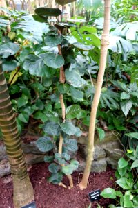 Polyscias scutellaria - Krohn Conservatory - DSC03688