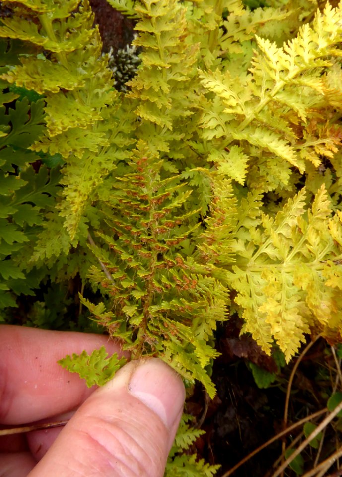 Polystichum cystostegium3 by Peter de Lange