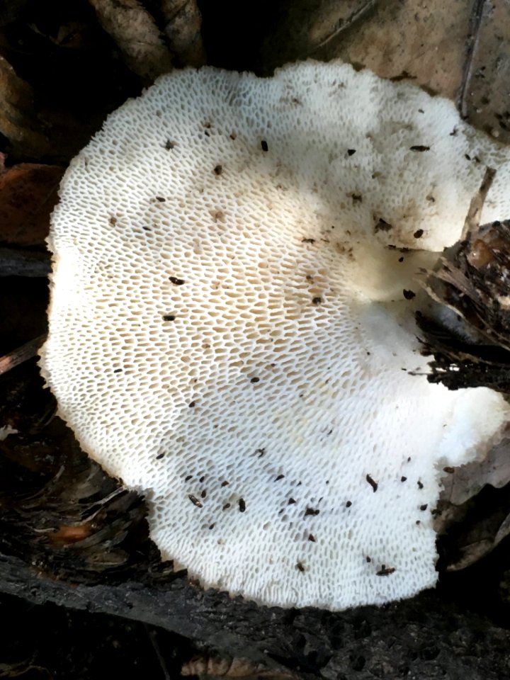 Polyporus tuberaster 90581649