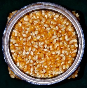Popcorn (unpopped) - Massachusetts