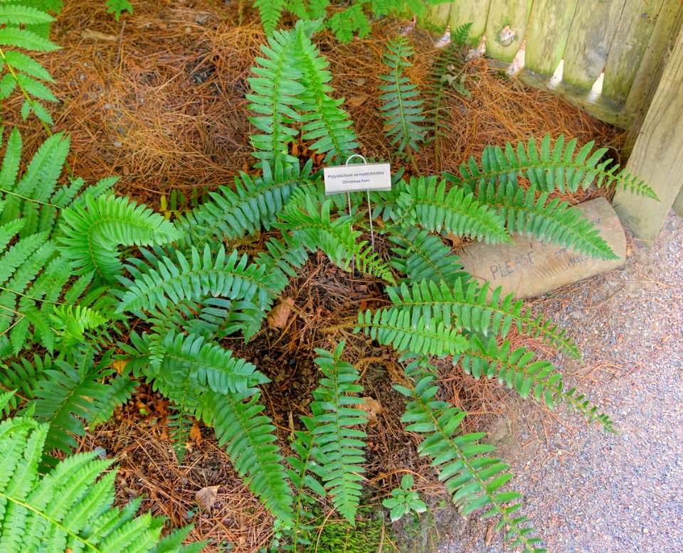 Polystichum acrostichoides - Asticou Azalea Garden - Northeast Harbor, Maine - DSC03442