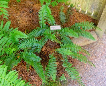 Polystichum acrostichoides - Asticou Azalea Garden - Northeast Harbor, Maine - DSC03442
