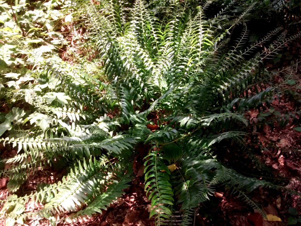 Polystichum acrostichoides at Coker Arboretum