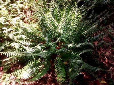 Polystichum acrostichoides at Coker Arboretum