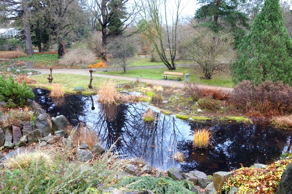 Pond - Botanischer Garten, Dresden, Germany - DSC08685