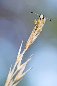Frontal butterfly close up