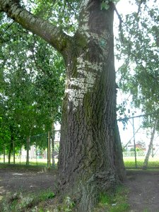 Pomnik przyrody nad Brdą