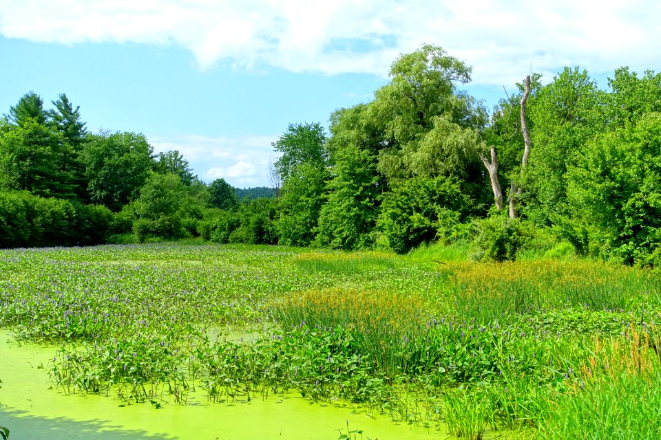 Pond - Benson Park - Hudson, New Hampshire - DSC07522