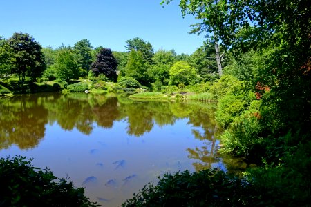 Pond - Asticou Azalea Garden - Northeast Harbor, Maine - DSC03661
