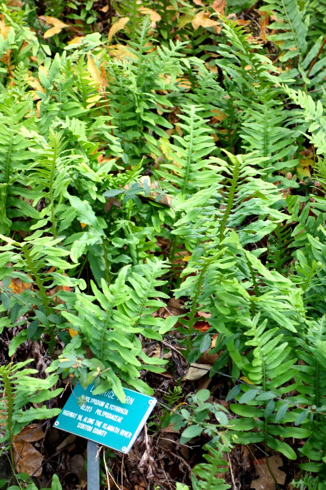 Polypodium glycyrrhiza - Regional Parks Botanic Garden, Berkeley, CA - DSC04278