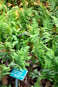 Polypodium glycyrrhiza - Regional Parks Botanic Garden, Berkeley, CA - DSC04278