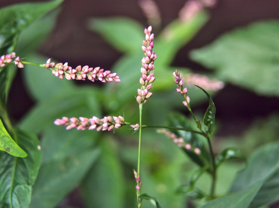 Polygonum cespitosum, 2015-07-19, Beechview, 02