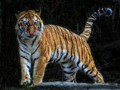 Cat hunter striped photo
