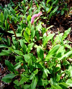 Polygonum affine 'Superba' (Persicaria affinis) - VanDusen Botanical Garden - Vancouver, BC - DSC07146