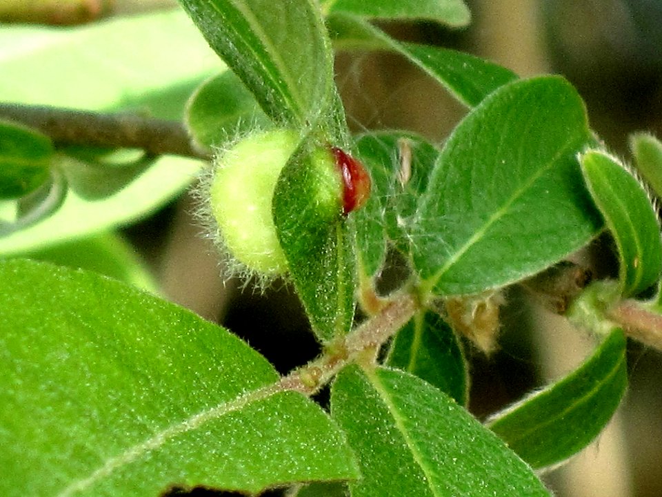 Pontania bella (sawfly sp.) induced gall on Salix aurita (eared willow), Arnhem, the Netherlands