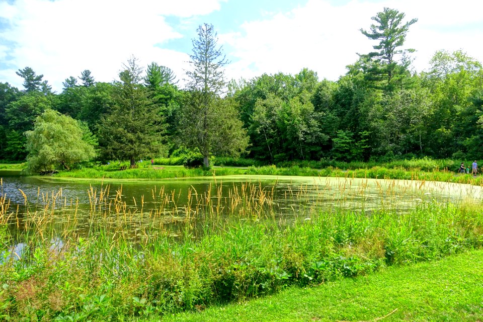 Pond - Benson Park - Hudson, New Hampshire - DSC07514
