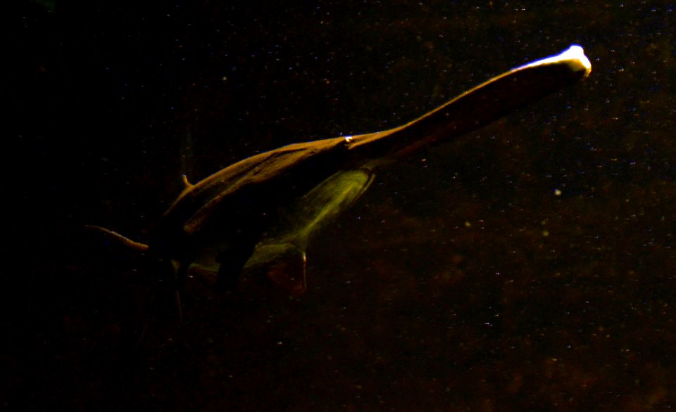 Polyodon spathula Aquarium Liège 30012016 3