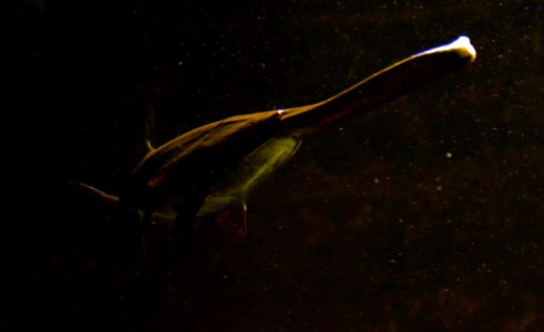 Polyodon spathula Aquarium Liège 30012016 3