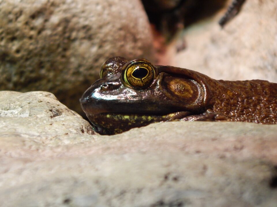 Frog eyes reptile